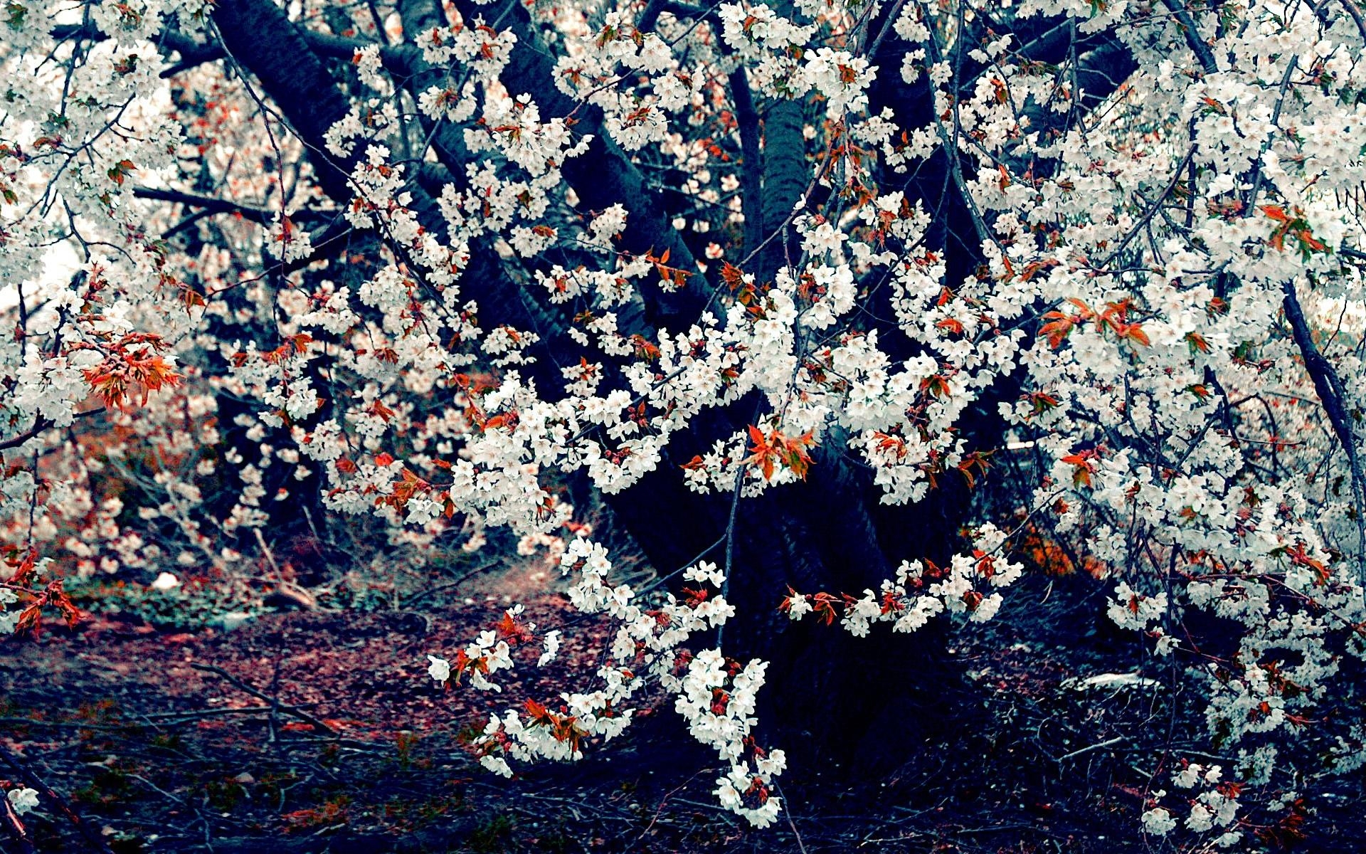 Картинки Весна, цветение, дерево, хмурый фото и обои на рабочий стол