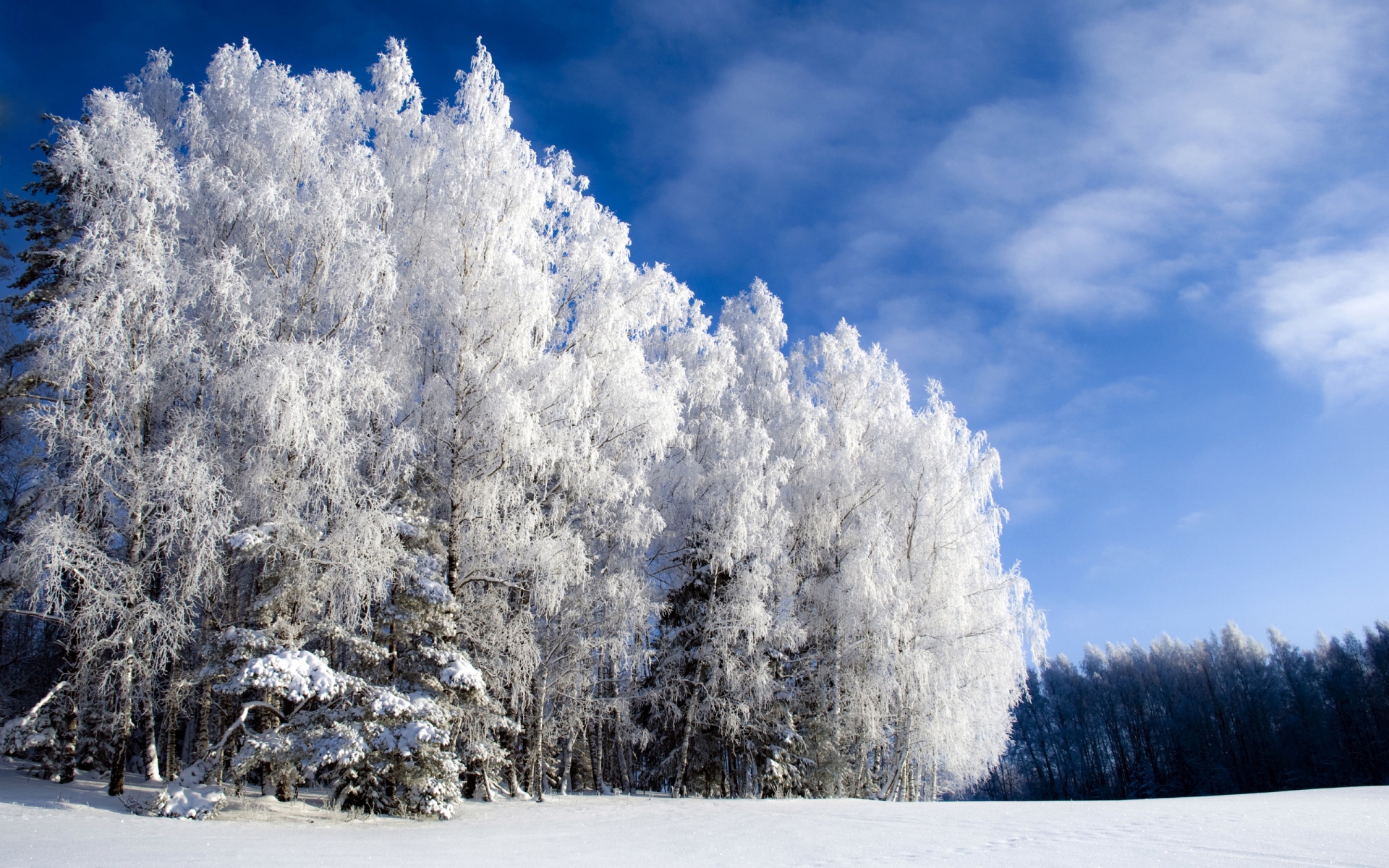 Картинки Береза, снег, иней, зима, небо прозрачное, поляна, снизу фото и обои на рабочий стол