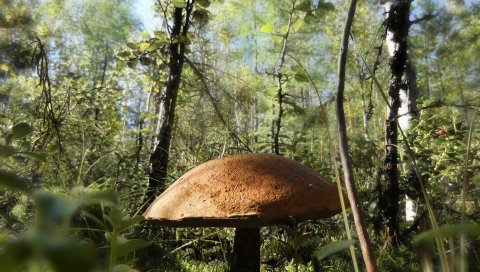 Гриб, подлесок, шляпа