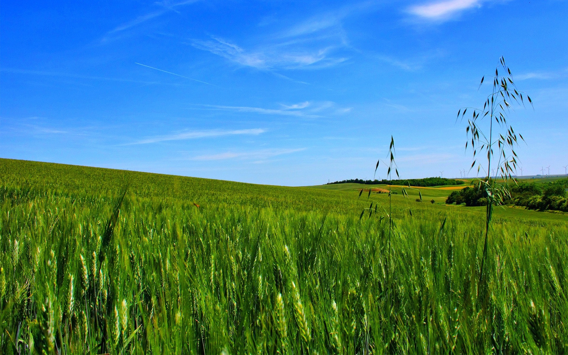 Зеленое жито. Зеленое поле. Поле пшеницы. Пшеница на фоне неба. Зеленое пшеничное поле.