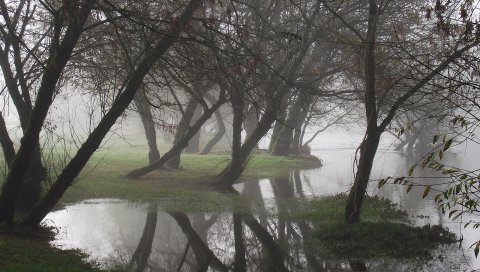 Ствол, свет, пятна света, листья, дерево