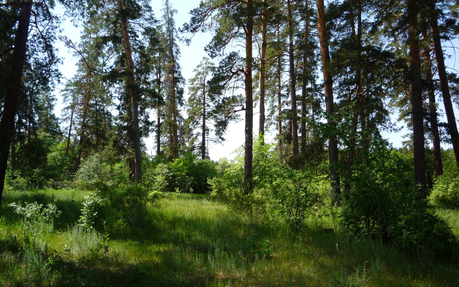 Картинки Дерево, трава, сосны, тени фото и обои на рабочий стол
