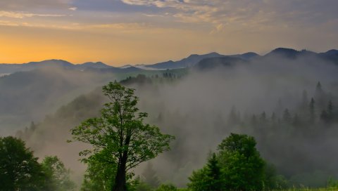 Высота, деревья, облака, небо, рассвет