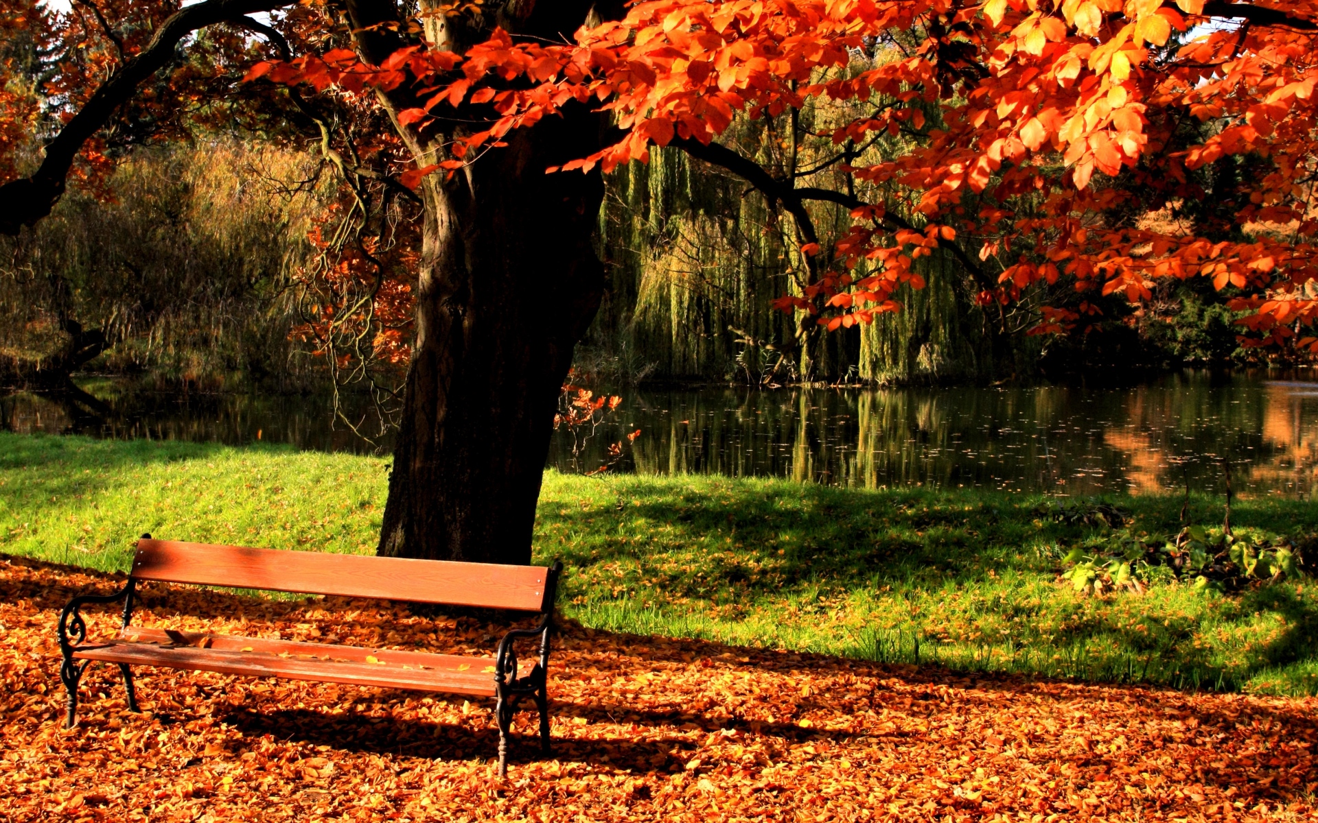 Картинки Скамейка, парк, дерево, осень, озеро, свет, газон фото и обои на рабочий стол