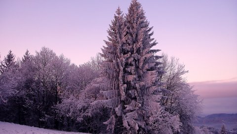 Елки, снег, зима, сирень