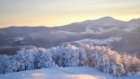 Украина, карпаты, деревья, зима, снег, елки, вес