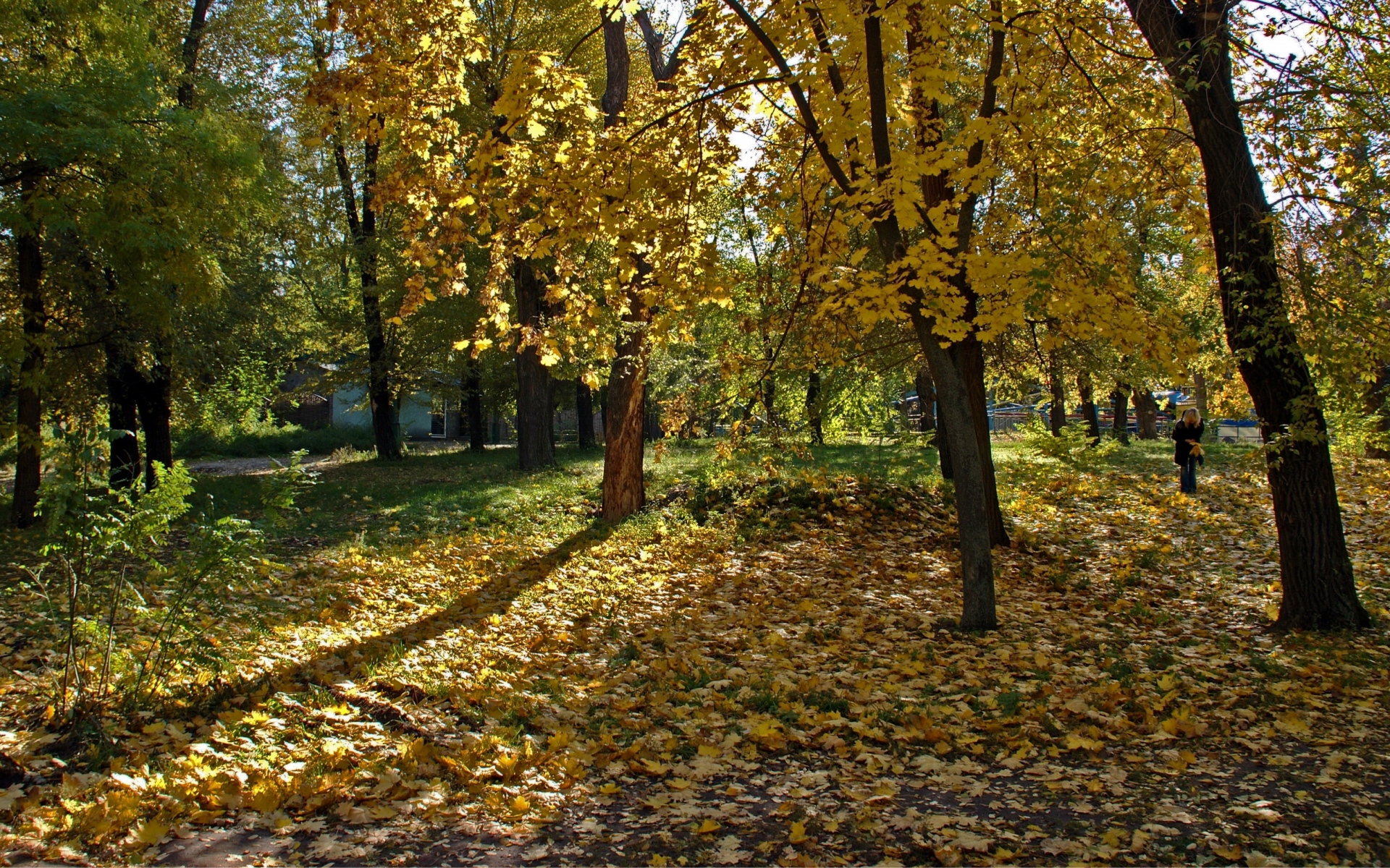 Картинки Украина, днепропетровск, дерево, листья, девушка, тени фото и обои на рабочий стол