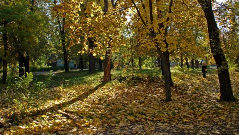 Украина, днепропетровск, дерево, листья, девушка, тени