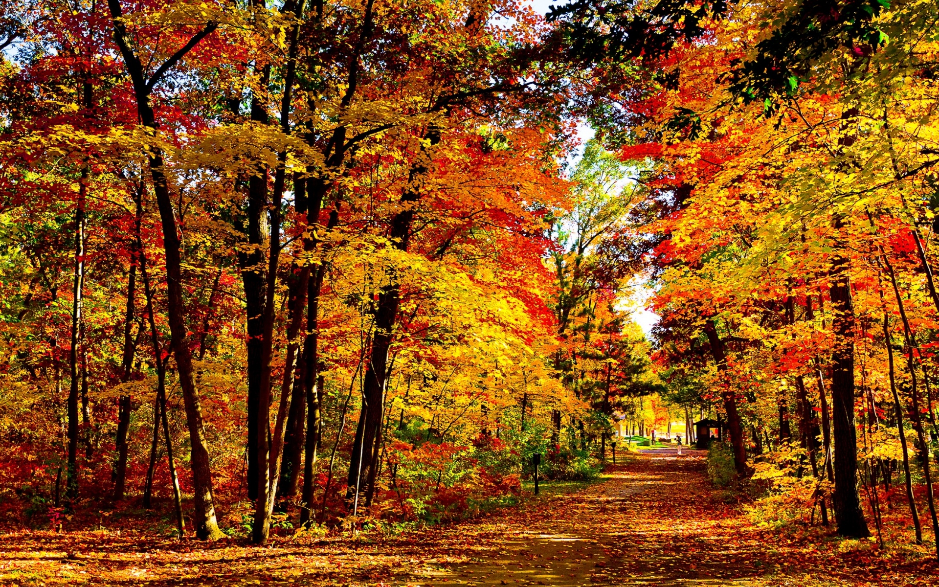 Картинки США, Висконсин, дерево, осень, деревья, листопад, ярко, дорого фото и обои на рабочий стол