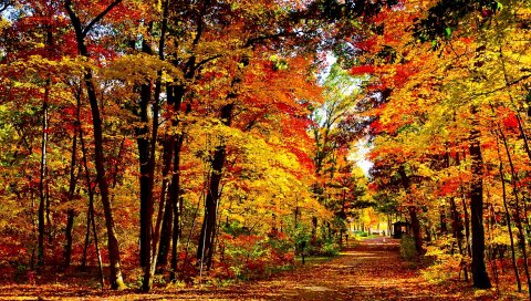 США, Висконсин, дерево, осень, деревья, листопад, ярко, дорого