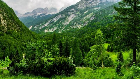 Словения, горы, лес, деревья, облачно