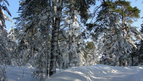 Дерево, деревья, зима, петербург, дорога, тени