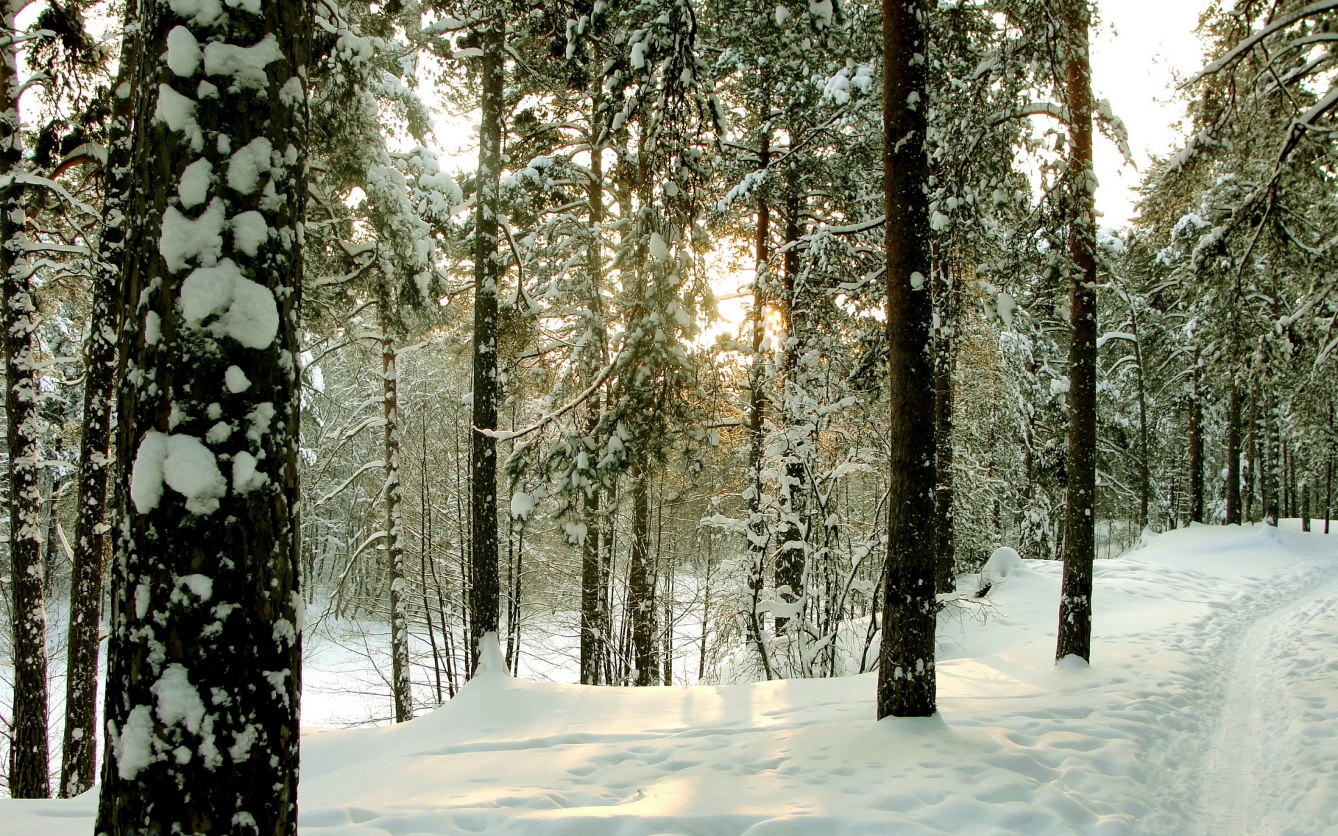 Картинки Дерево, деревья, зима, петербург, сестрорецк, дорога, сундуки фото и обои на рабочий стол