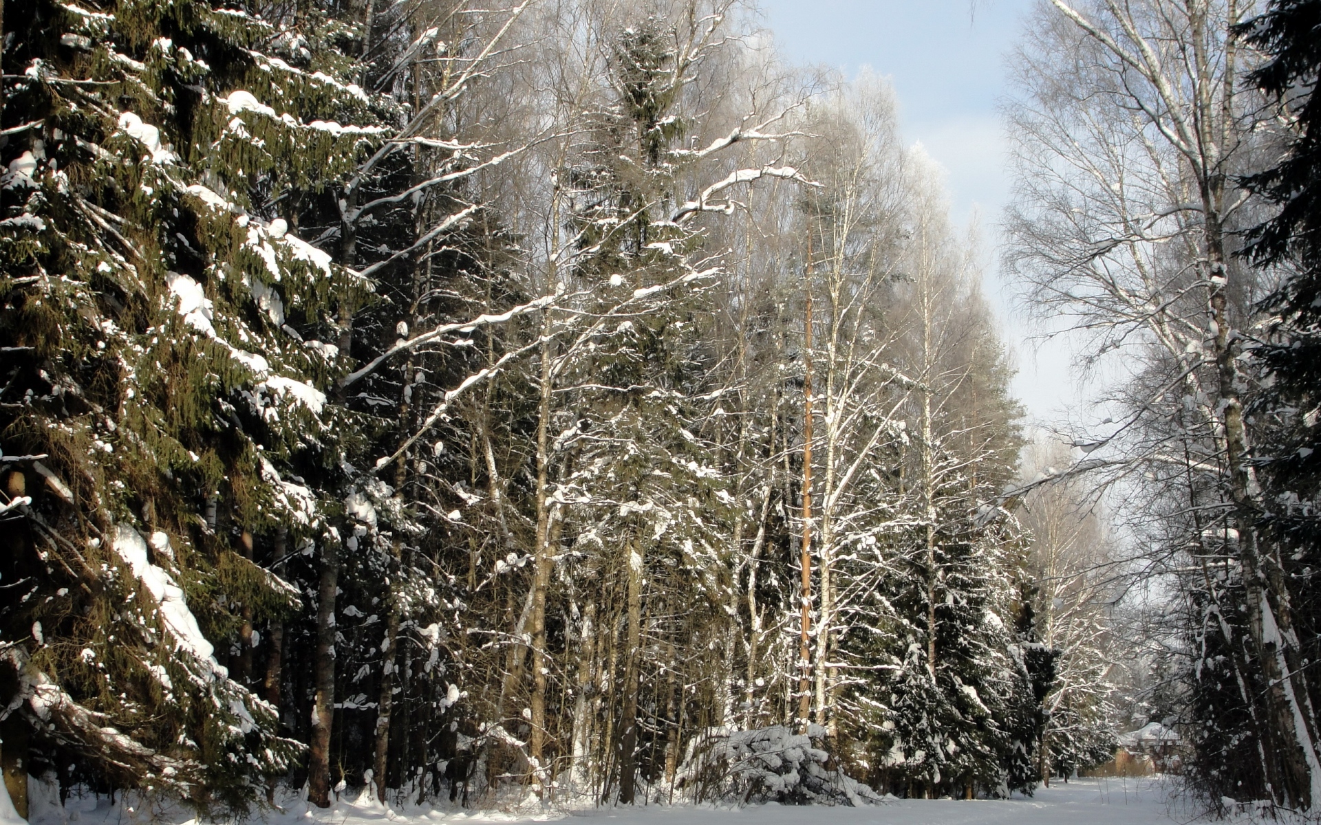 Картинки Дерево, деревья, зима, петербург, павловск, дорогие фото и обои на рабочий стол