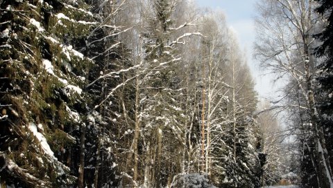 Дерево, деревья, зима, петербург, павловск, дорогие