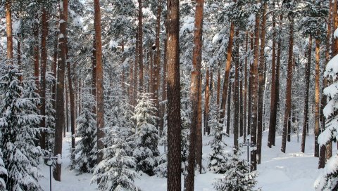 Дерево, деревья, зима, петербург, павловск