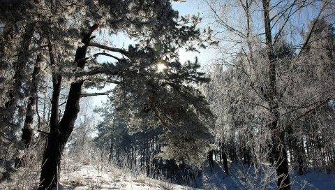 Литовская, дерево, деревья, снег, иней, свет