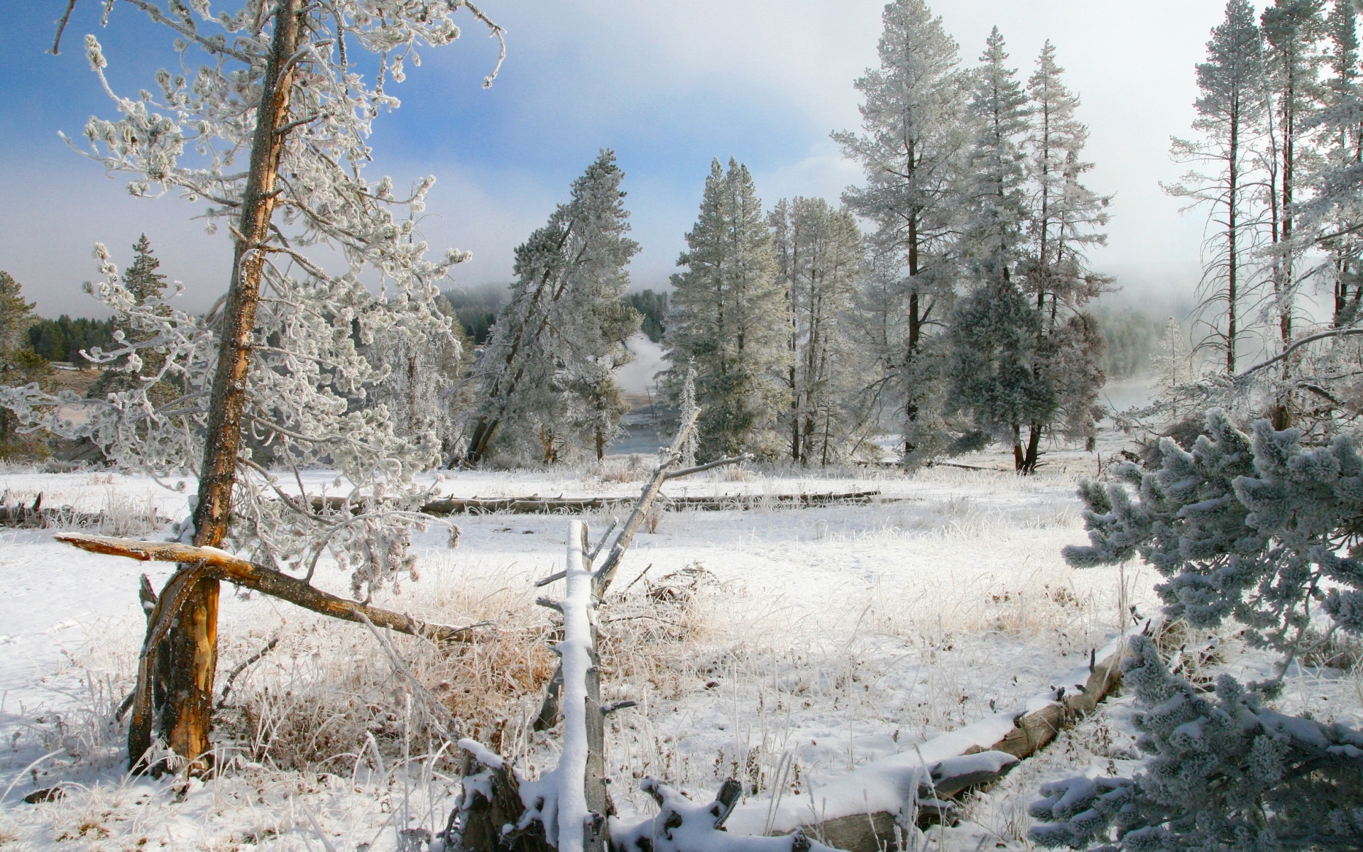 Картинки Вайоминг, национальный парк, деревья, снег, зима, ветки, фрагменты фото и обои на рабочий стол