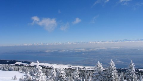 Швейцария, дерево, зима, елки, ясно, небо