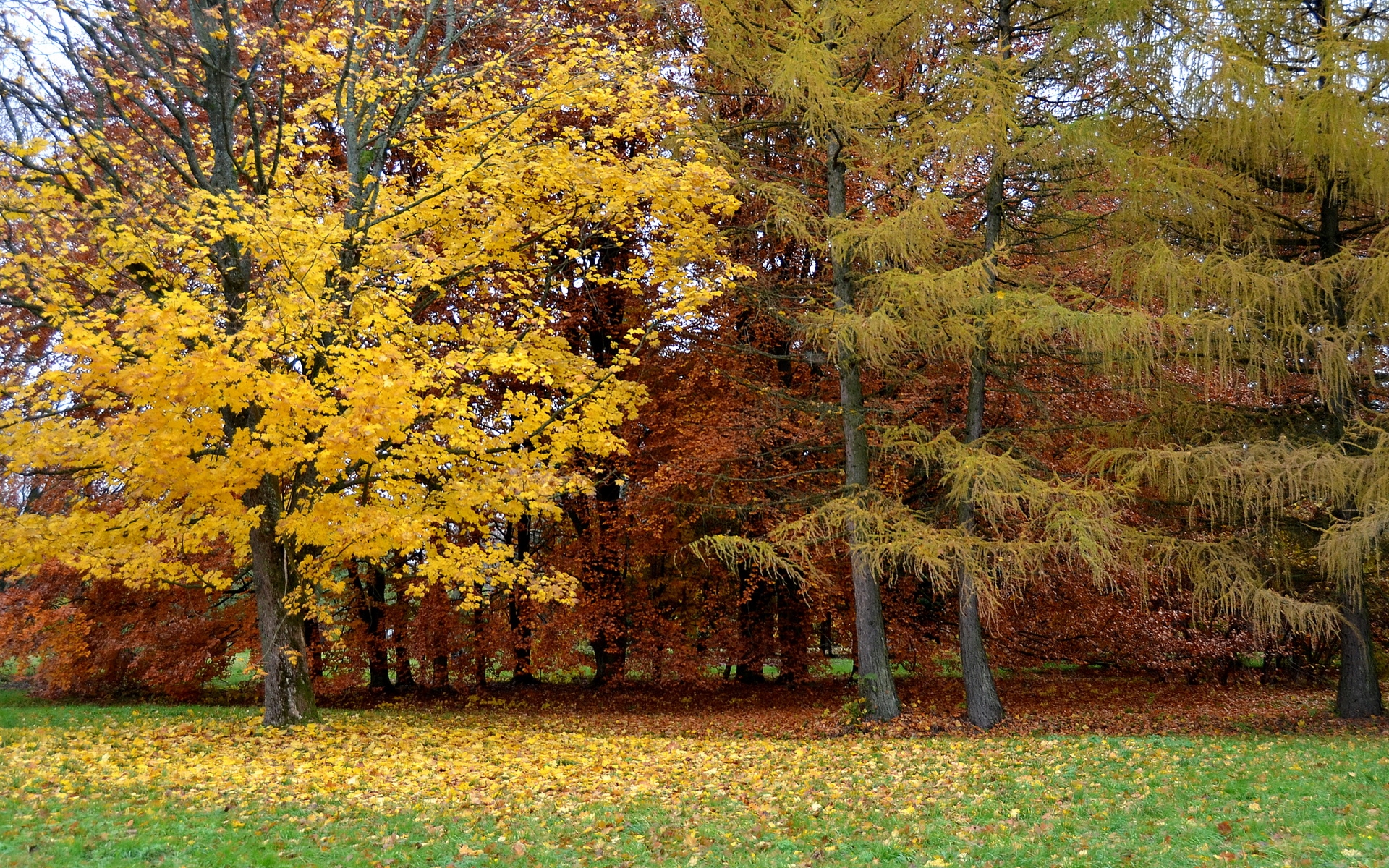 Картинки Парк, осень, деревья, листопад, Литва фото и обои на рабочий стол