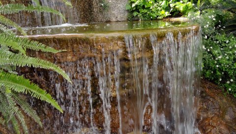 Папоротник, водопад, уступ, камень