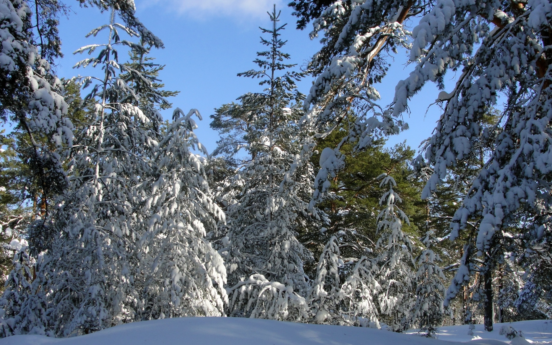 Картинки Деревья, зима, небо, ясно, синий, снег, ветви, вес, отклонение фото и обои на рабочий стол