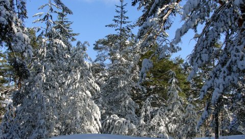 Деревья, зима, небо, ясно, синий, снег, ветви, вес, отклонение