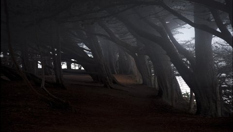 Деревья, мрачный, наклон, тьма, сетка