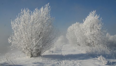 Кусты, иней, снег, следы, путь, белоснежный, пейзаж, тени