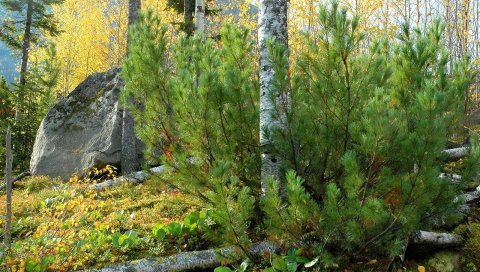 Сосна, береза, деревья, стволы, камень, блок