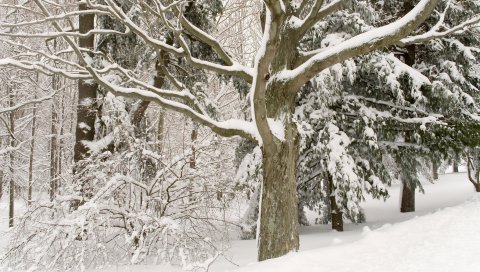 Зима, снег, дерево, ветки, голые, кусты, сугробы, декабрь, парк