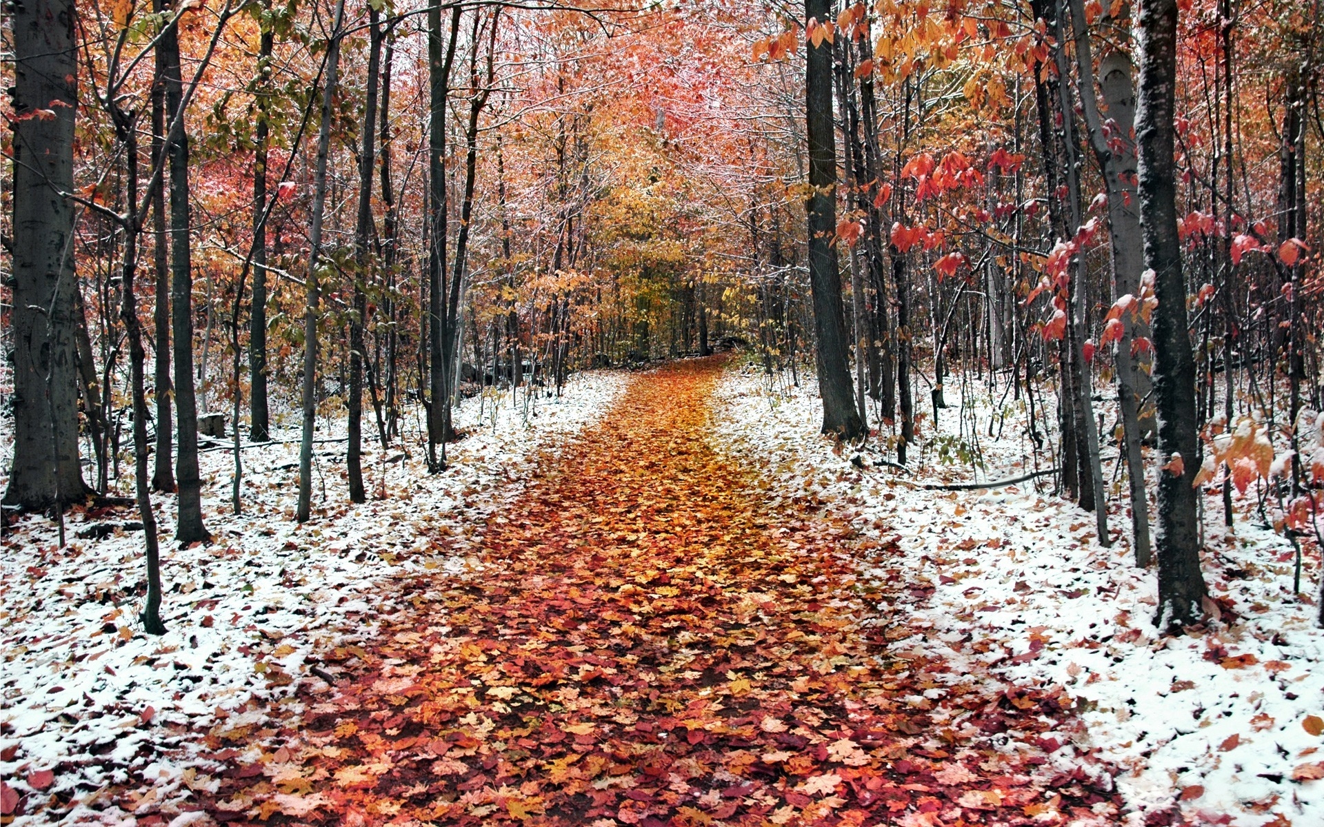 Картинки Путь, лес, осень, снег, ноябрь, молодой рост фото и обои на рабочий стол
