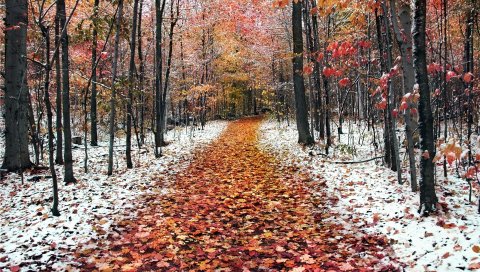 Путь, лес, осень, снег, ноябрь, молодой рост