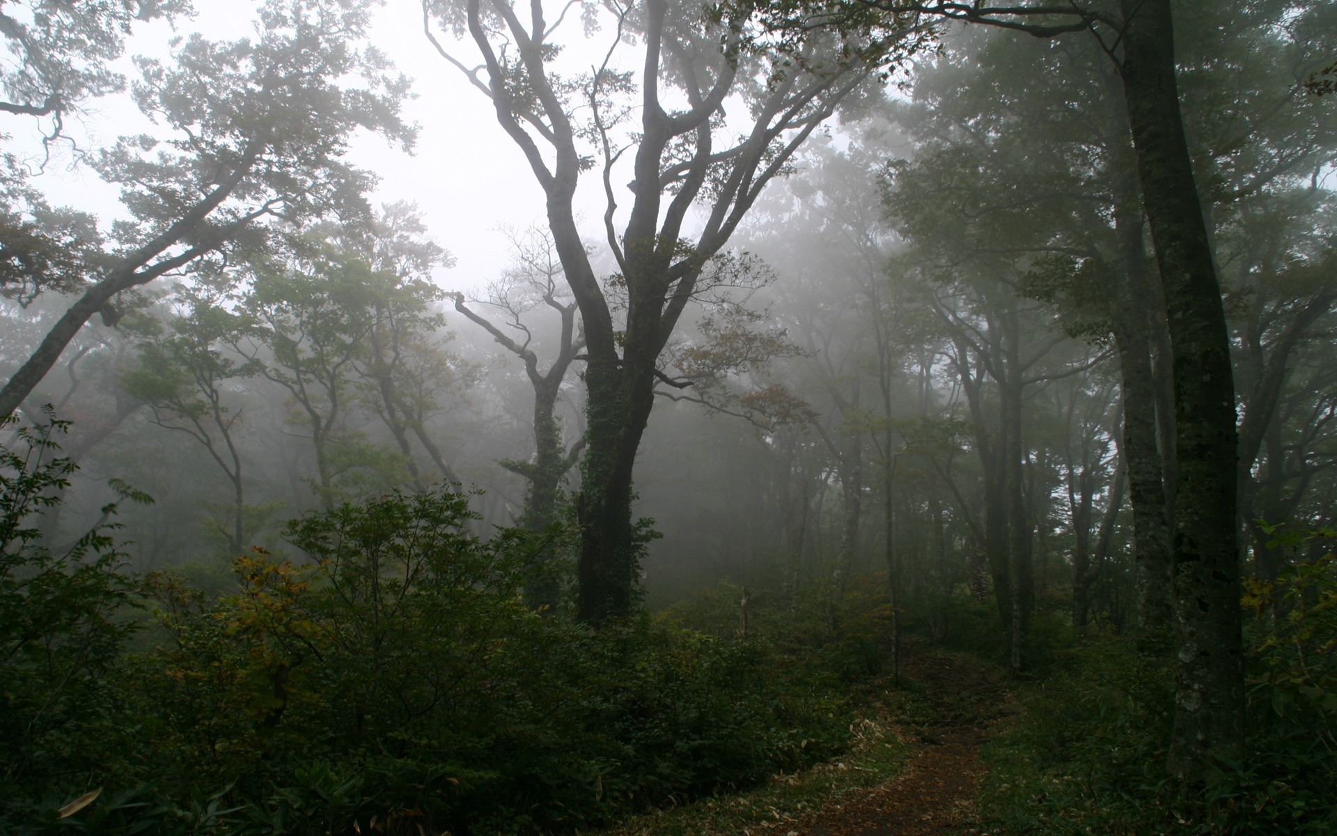 Картинки Дерево, трасса, деревья, туман, туман, секрет, мистика, утро фото и обои на рабочий стол