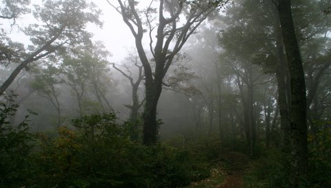 Дерево, трасса, деревья, туман, туман, секрет, мистика, утро