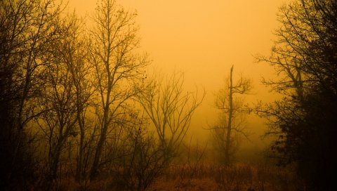 Og, дерево, деревья, голая, осень, апельсин