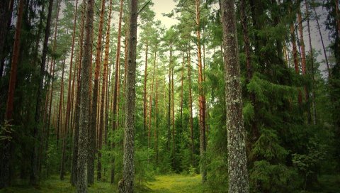 Дерево, сосны, елки, сундуки, кора, тишина