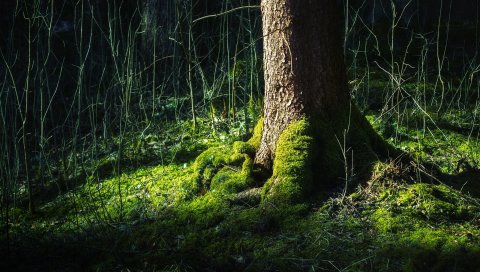 Дерево, корень, кусты, мох, прутья, могучий, светлый