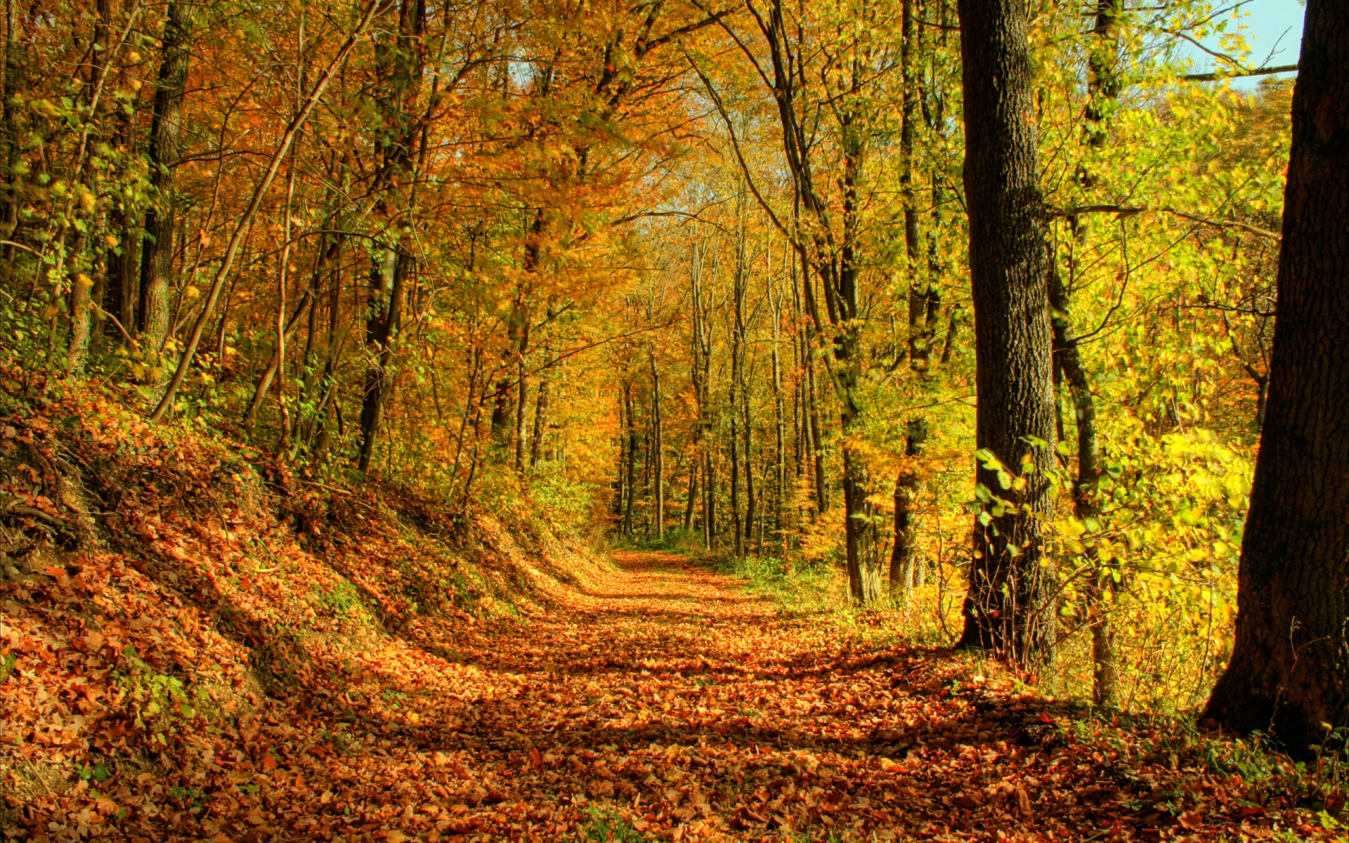 Картинки Дерево, дорога, листья, октябрь, золото, полдень, тени фото и обои на рабочий стол