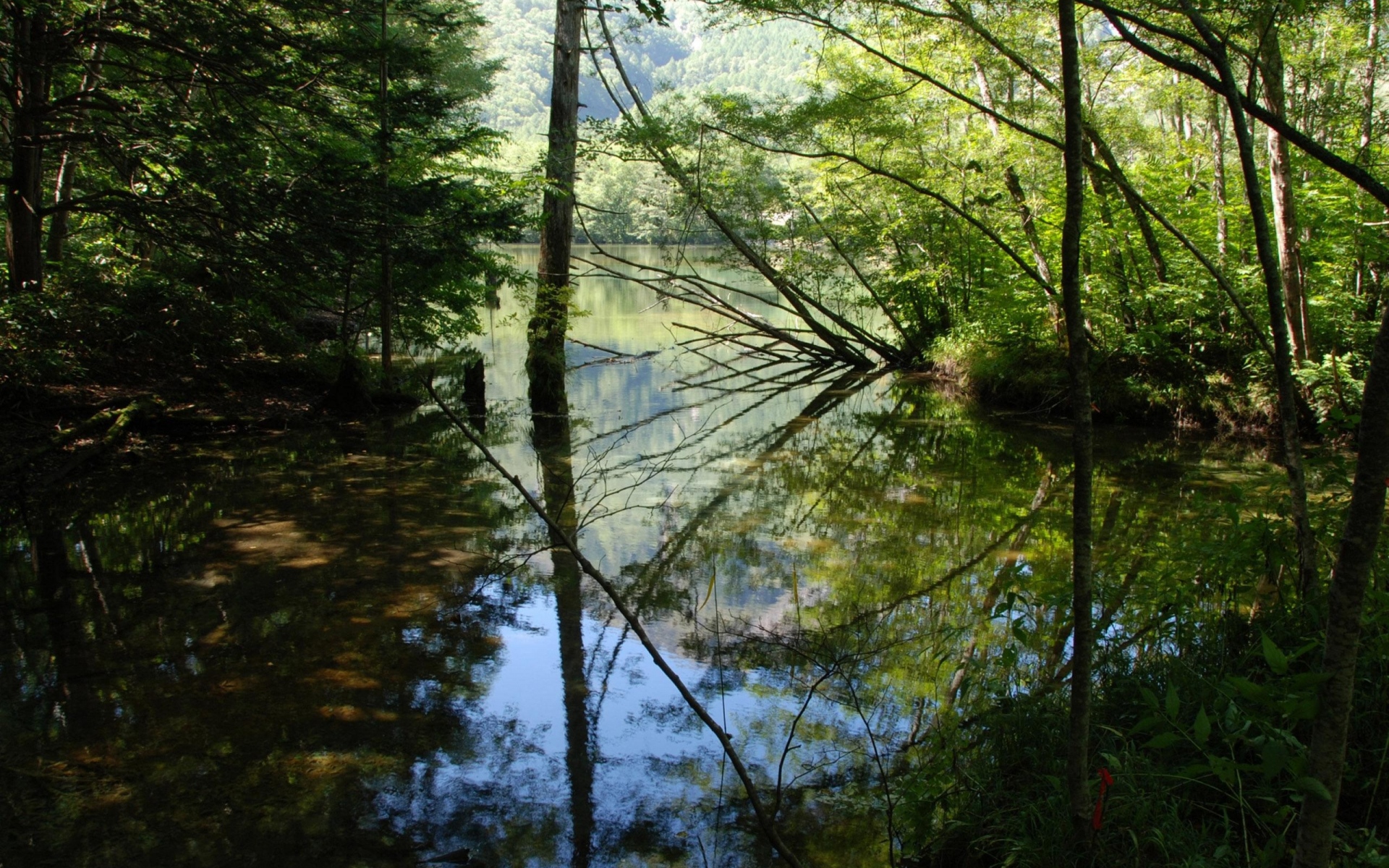 Картинки Дерево, озеро, деревья, вода, отражение, тени фото и обои на рабочий стол