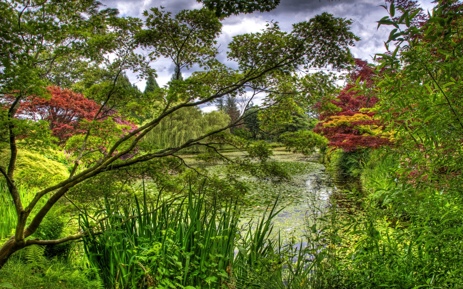 Картинки Зеленый, сад, деревья, пруд, лилия, флора фото и обои на рабочий стол