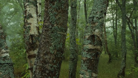 деревьев, кора, панорамы, тусклость