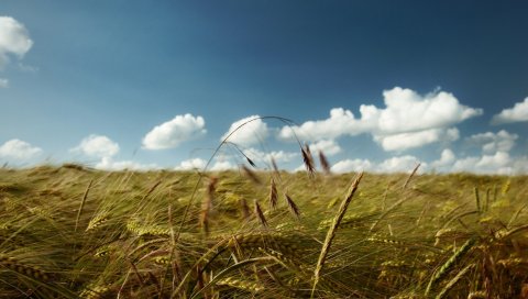 уши, поле, облако, ветер, сельское хозяйство