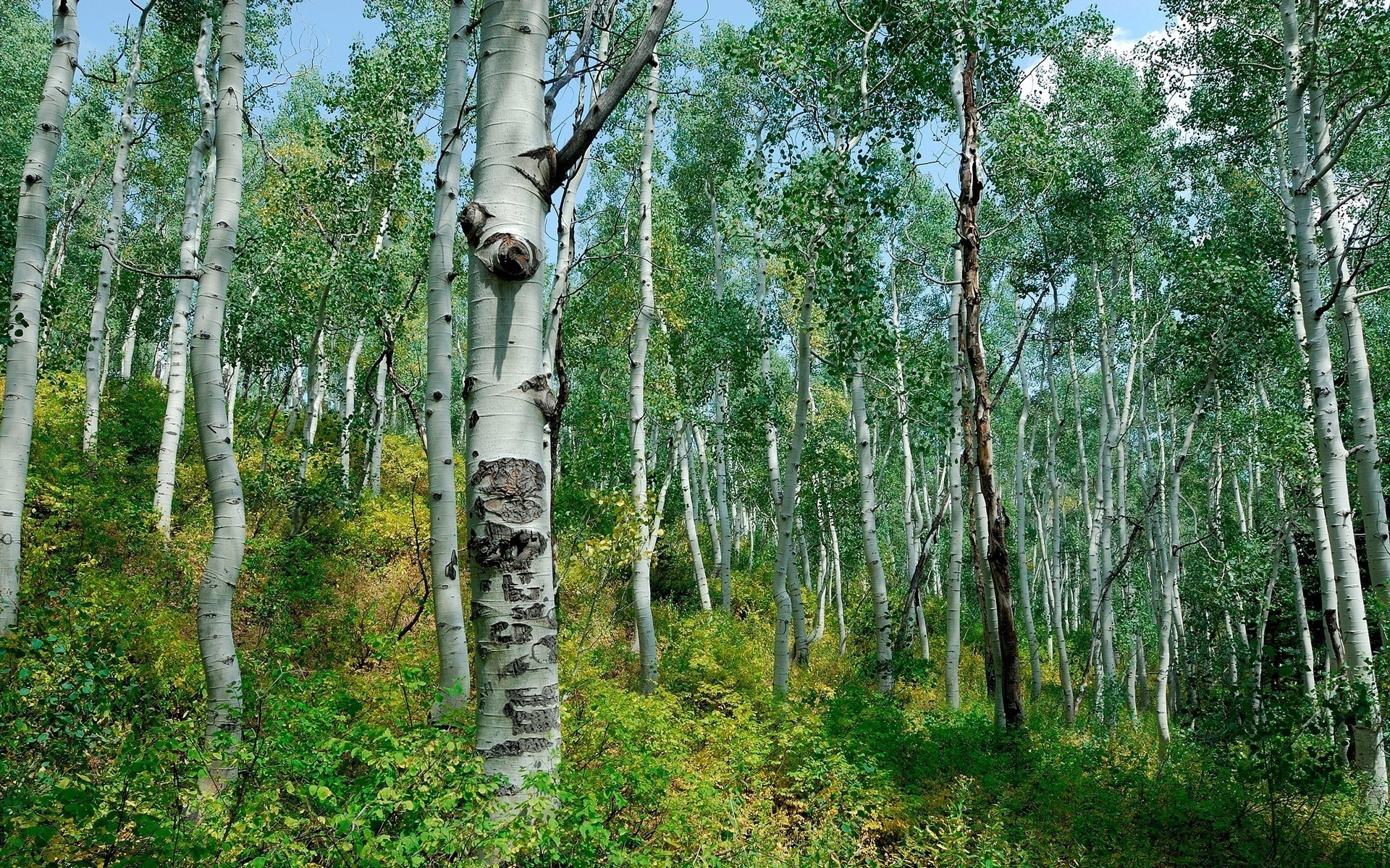 Картинки березу, роща, проспект, молодняк, ясно, кусты фото и обои на рабочий стол