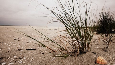 кусты, трава, песок, ракушка, пляж,облачно, пустота