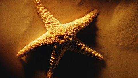 морских звезд, тень, свет, песок