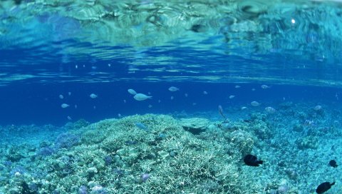 мелкие рыбы, под водой, кораллы, морские
