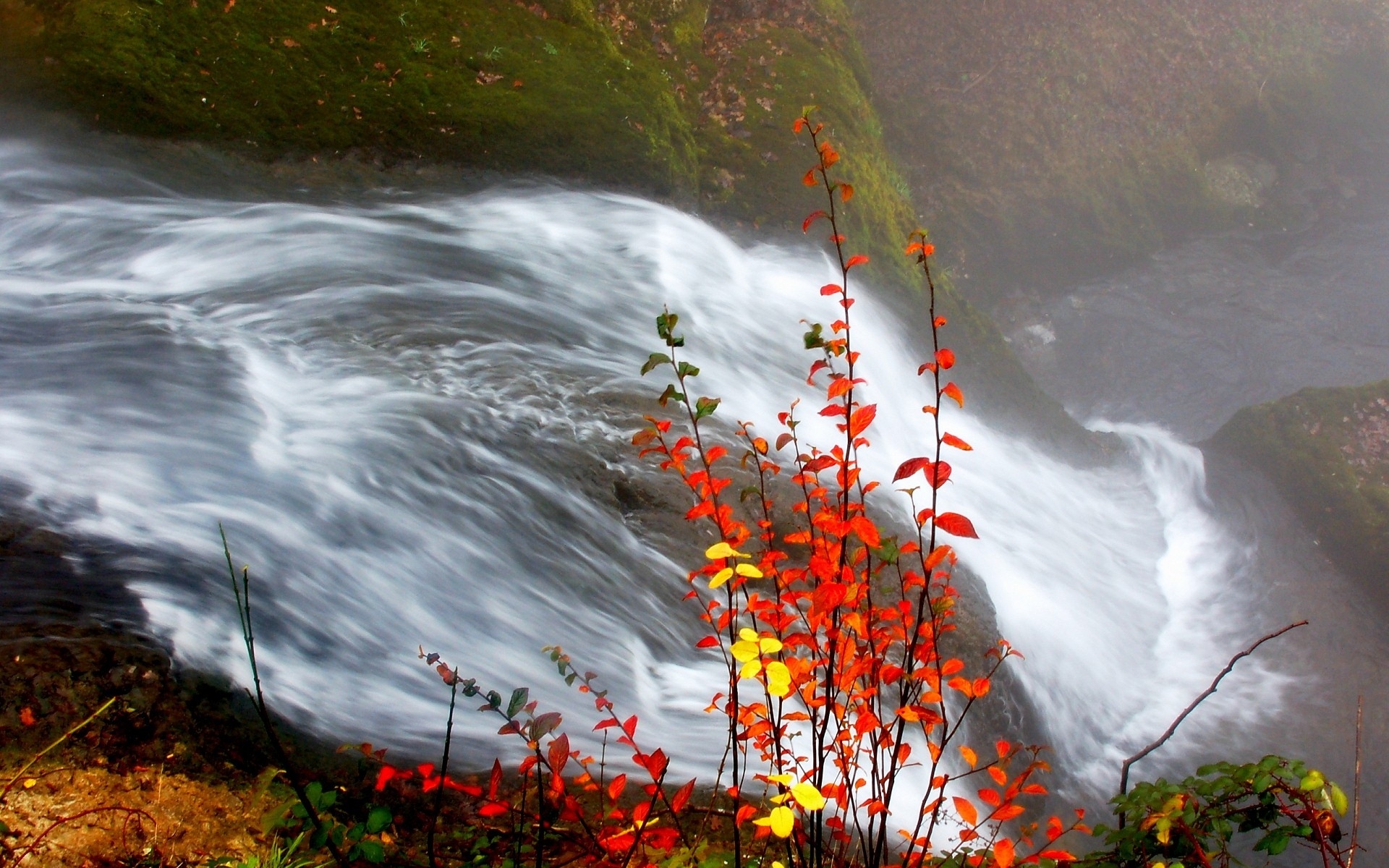 Картинки кусты, осень, вода, ручей, река, листья, желтые, оранжевые, прутки фото и обои на рабочий стол