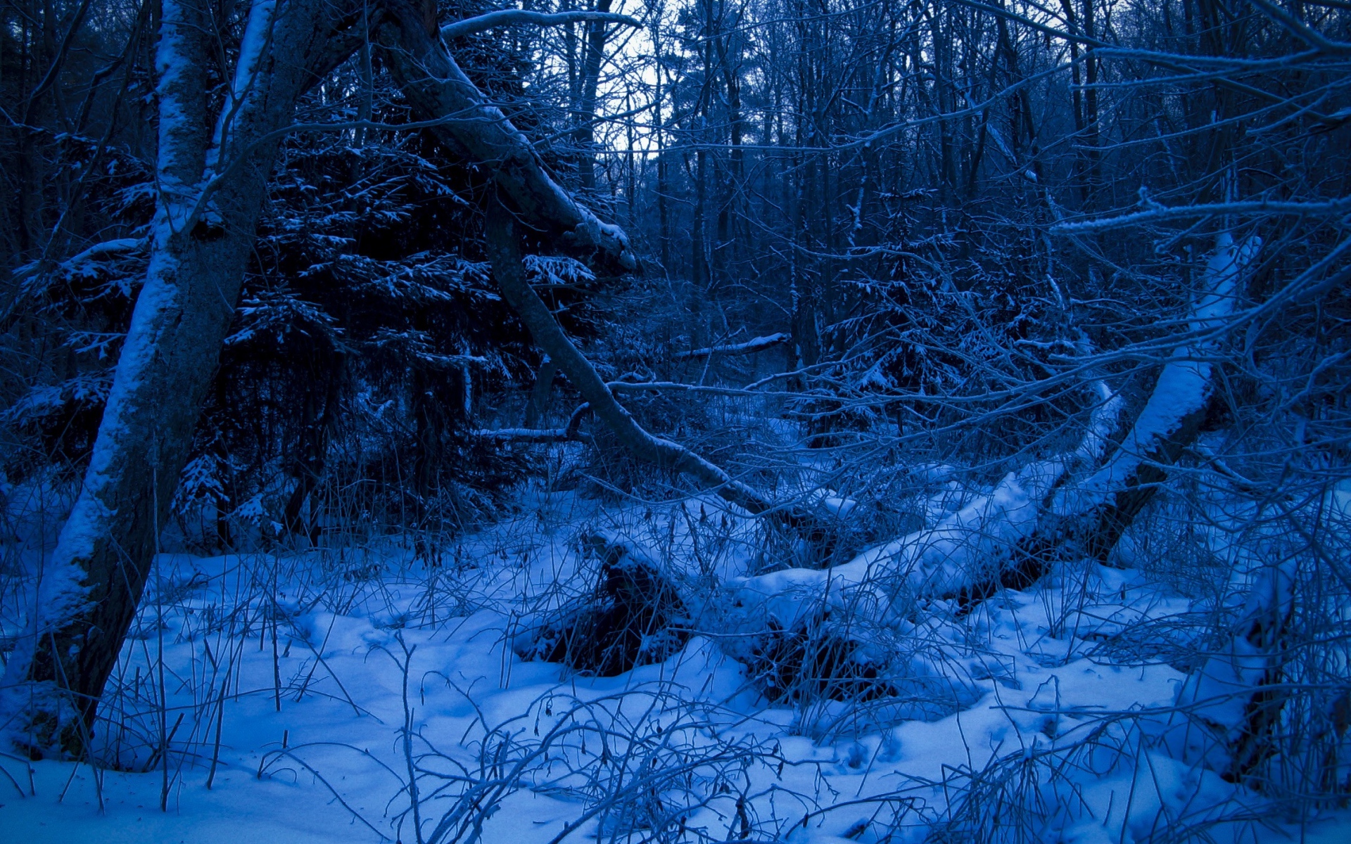 Картинки лес, сумерки, вечер, деревья, снег фото и обои на рабочий стол