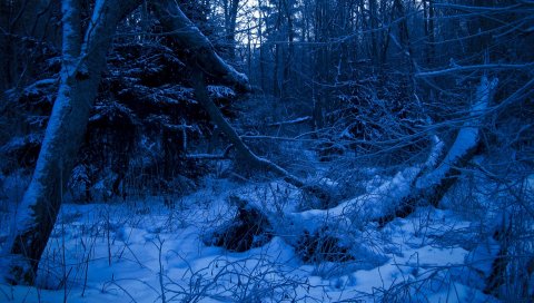 лес, сумерки, вечер, деревья, снег